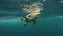 Etats-Unis : rarissime découverte d’une tortue de mer à deux têtes