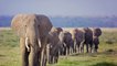 Afrique du Sud : un éléphant charge un véhicule lors d’un safari (VIDÉO)