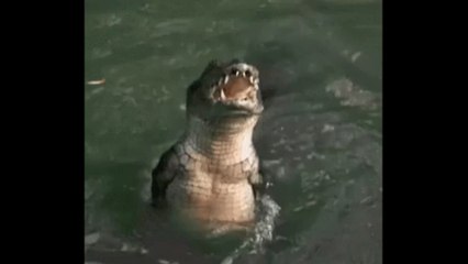 Angleterre : elle découvre un crocodile de plus d'un mètre dans le jardin du voisin