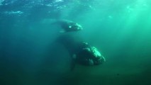 Argentine : il filme une incroyable rencontre entre une baleine et une femme en paddle