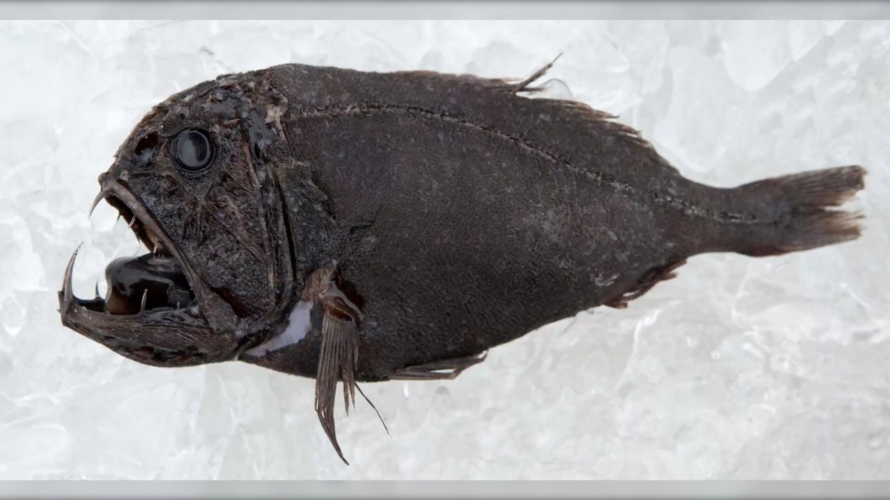 San Diego : un poisson tout droit sorti des enfers échoue sur la plage