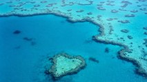 Tahiti : un récif de coraux géants a échappé au réchauffement climatique