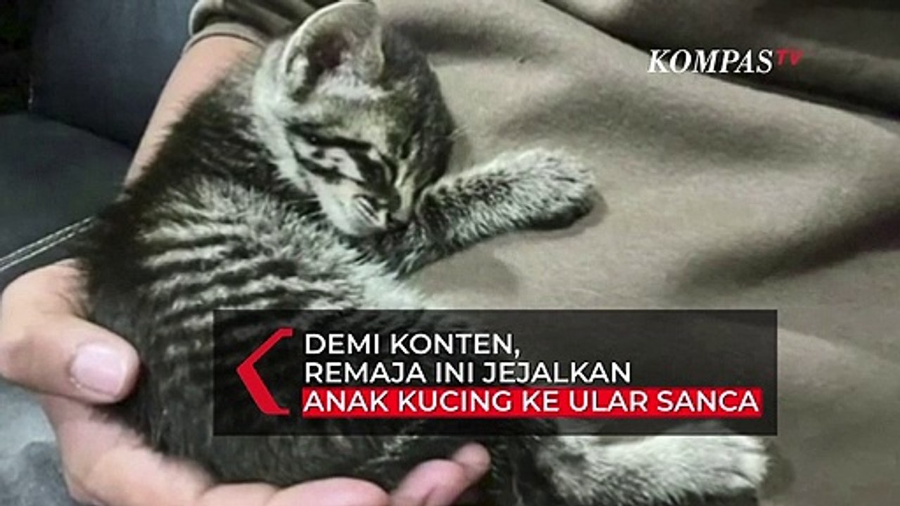 Viral Jejalkan Anak Kucing ke Ular Sanca Miliknya, Anak ini Dilaporkan ke Polisi