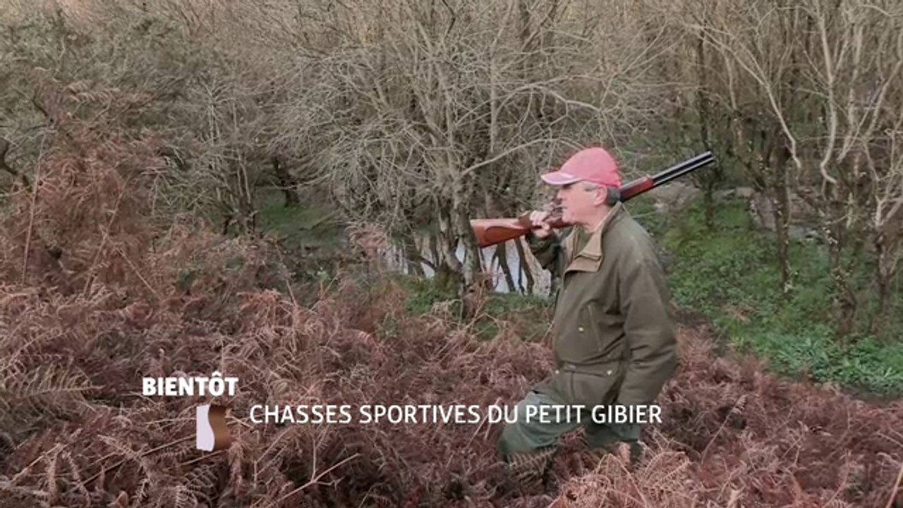Chasses sportives du petit gibier