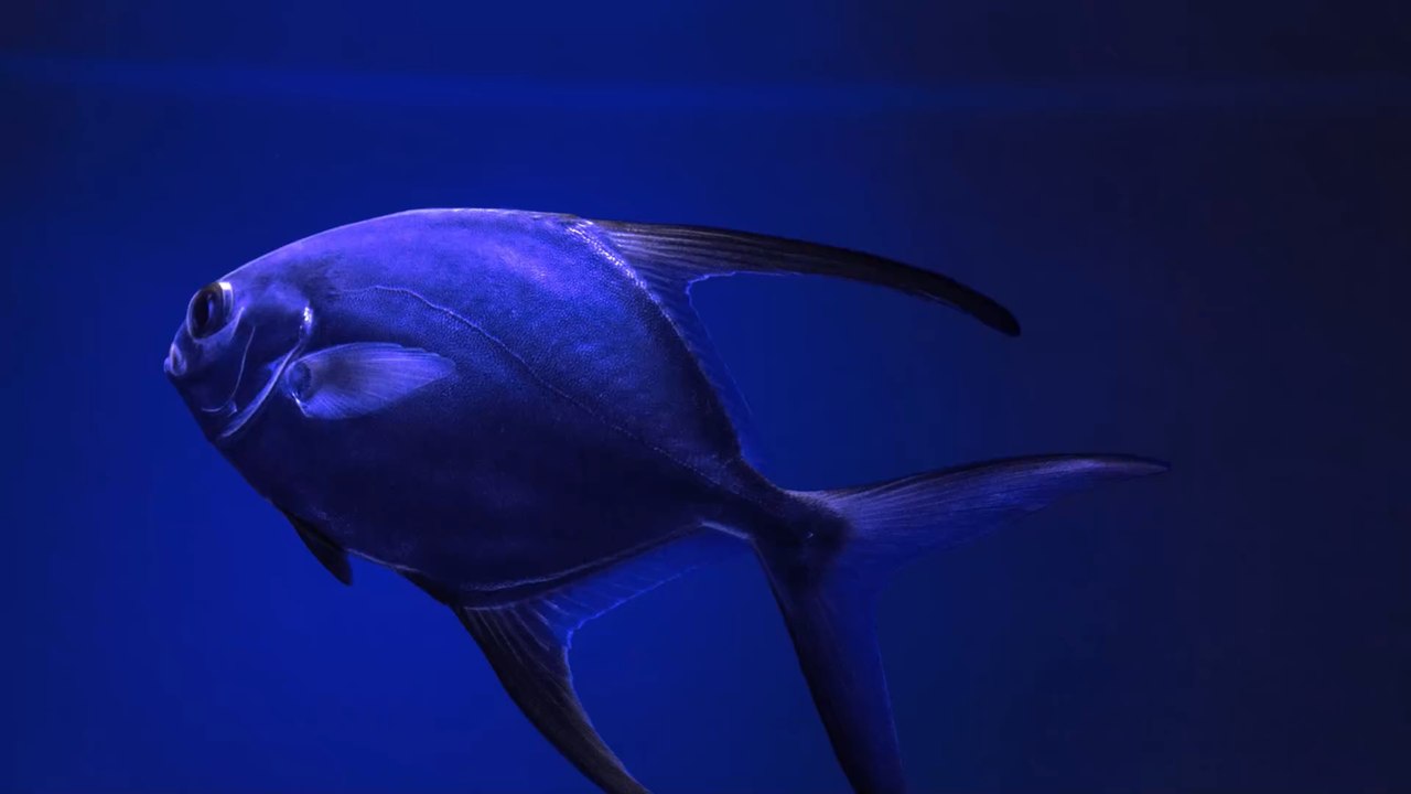 Insolite : un poisson-lune géant découvert au nord du Maroc (VIDÉO)