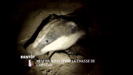 Vènerie sous terre : la chasse de l'obscur