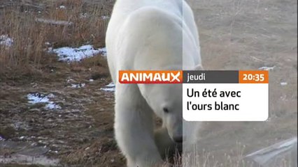 Un été avec l'ours blanc