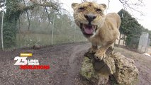 Révélations - Animaux : une passion sans limites - 14/03/16