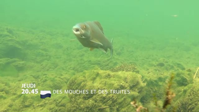 Des mouches et des truites