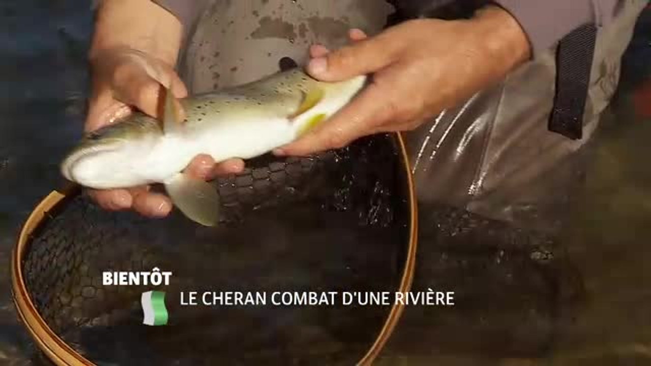 Le Chéran, combat d'une rivière - 28/02/17