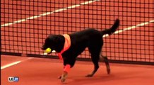 Le zapping du 04/03 : Un chien ramasseur de balles dans un tournoi de Tennis