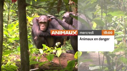 Animaux en danger - Animaux TV