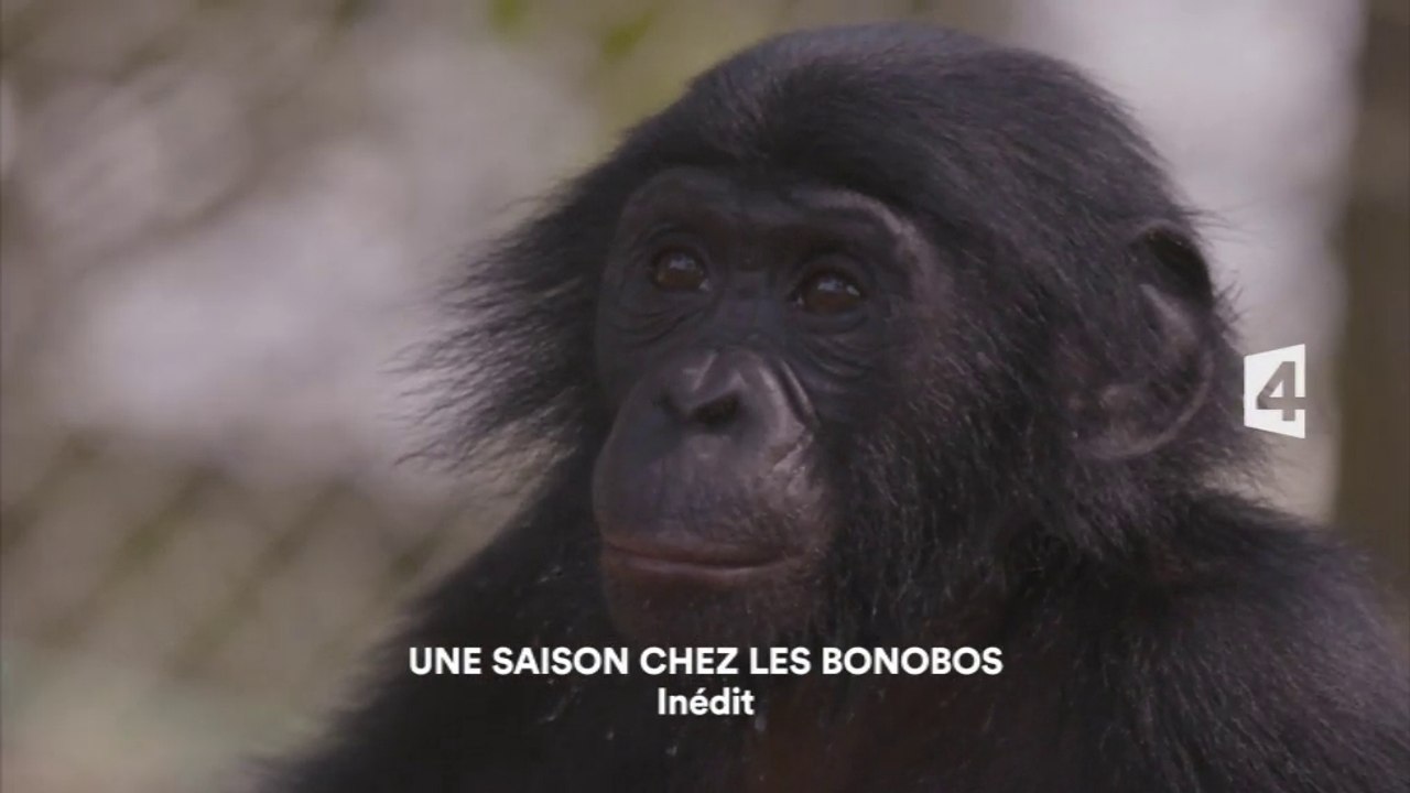 Une saison chez les bonobos - 03/03/16