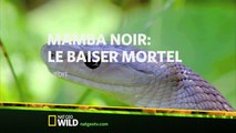 Mamba noir : le baiser mortel