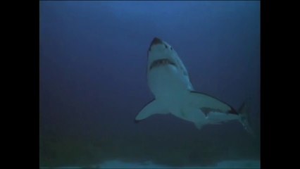 Shark Attack ( Baignade interdite) - VF