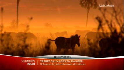 Terres sauvages en danger - Botswana - 17/02/17