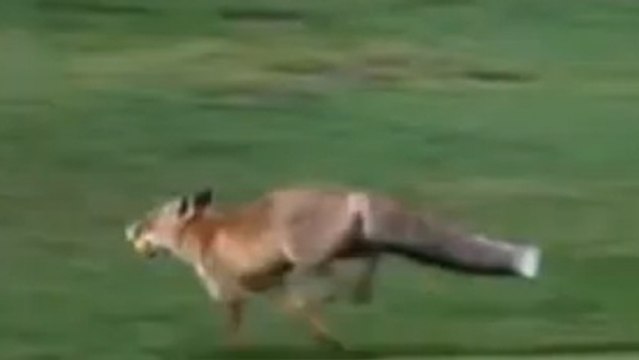 Insolite : Le renard qui s'amuse à voler des balles de golf