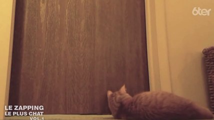 Le zapping du 13/02 : Le jeu sournois d’un chat