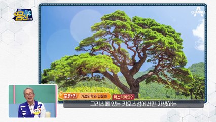 히포크라테스도 사랑한 건강식품! 위염·위통 완화 책임질 '매스틱'