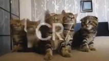 Cristiano Ronaldo dans une pub hilarante avec des chatons mignons