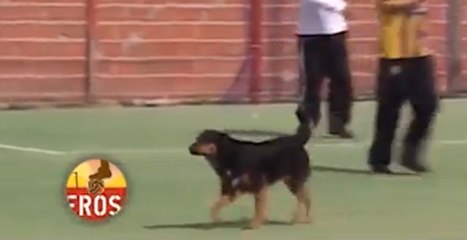 Insolite : Un chien marque un but magnifique de la tête