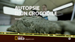 Autopsie d'un crocodile