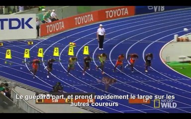 Le record du 100m d'Usain Bolt a été pulvérisé... par un guépard