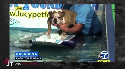Le zapping du 04/01 : Des chiens surfeurs… pour une cause improbable !