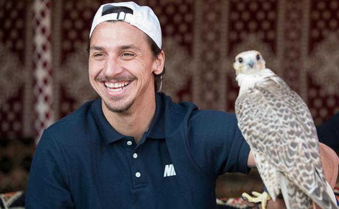 PSG : Zlatan Ibrahimovic à la chasse au faucon, un problème pour Robin des Bois