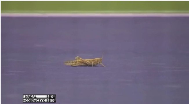 Insolite : Un match de Rafael Nadal interrompu par ... une sauterelle