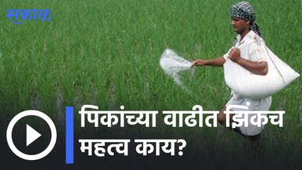 Agriculture News | पिकांच्या वाढीत झिंकच महत्व काय? | Sakal |
