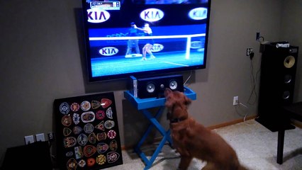 Regardez ce que fait ce chien quand il regarde un match de tennis !