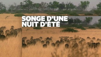 Echappées belles - Botswana intense et sauvage - 28 01 17