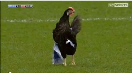 Insolite : Une poule sème la zizanie sur la pelouse de Blackburn-Burnley