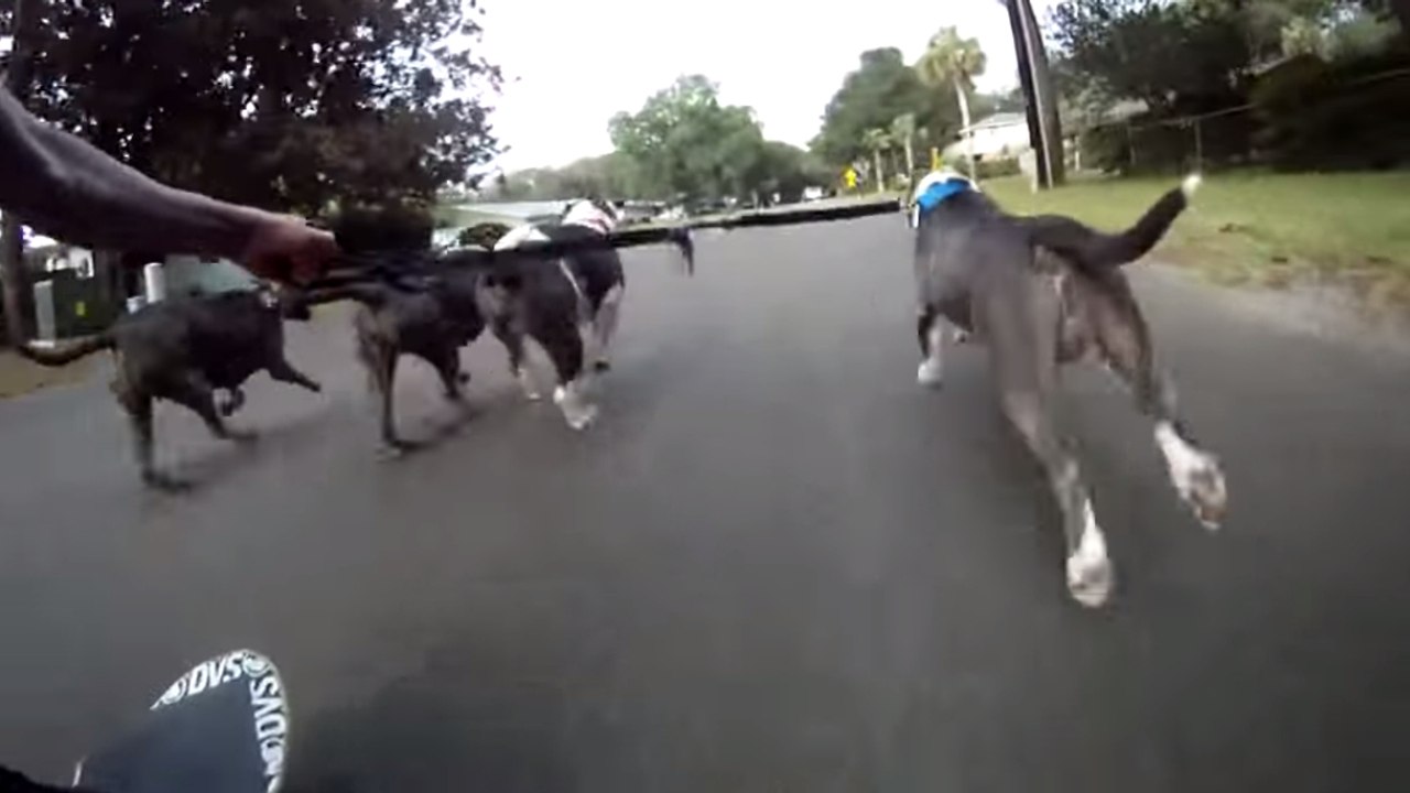 Découvrez le skate-dog, ou comment faire du skate board tiré par ses chiens