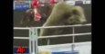 Découvrez un taureau sauter dans les gradins au Canada en vidéo