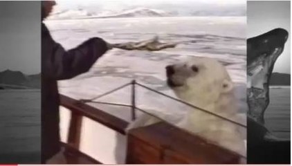Comment nourrir un ours blanc ?