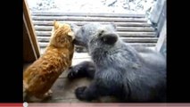 Un ours et un chat jouent ensemble