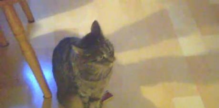 Ce chat ne supporte pas la voix de Justin Bieber