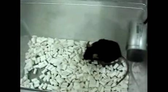 Le chien aboie, le chat miaule , la souris... gazouille!