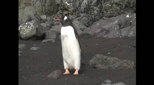 Ce manchot confond un phoque avec un rocher en vidéo