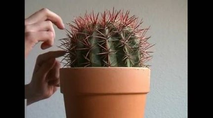 Cet homme fait de la musique avec un cactus en vidéo