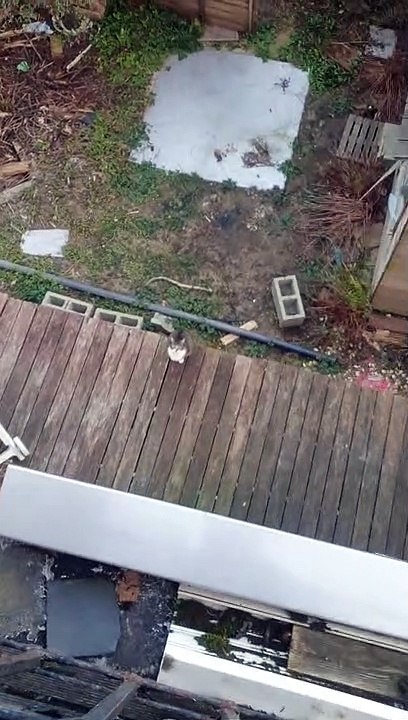 Cat Has Private Elevator