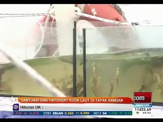 Santuari dan Hatchery kuda laut di tapak Ramsar