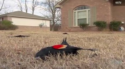 Une pluie d'oiseaux morts s'abat sur la ville de Beebe en vidéo
