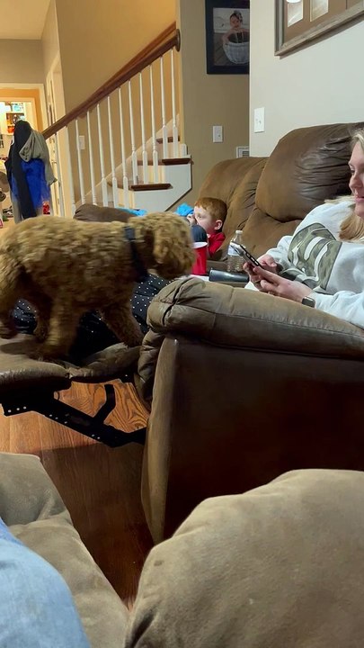 Pushy Pup Asks for Attention