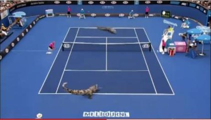 Les crocodiles australiens se font une partie de tennis