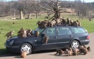 Ces singes démolissent une voiture