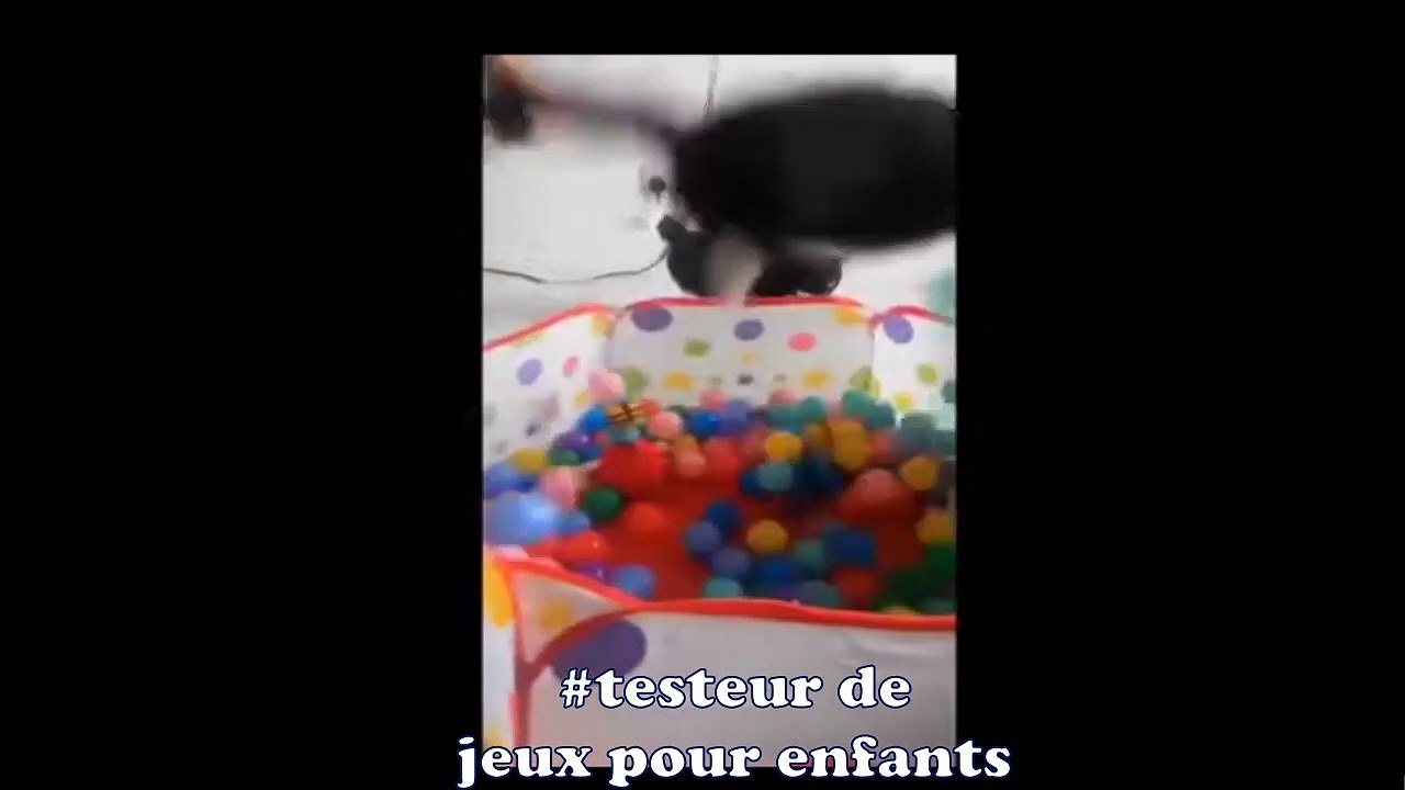 Les Jobs cachés des chats !