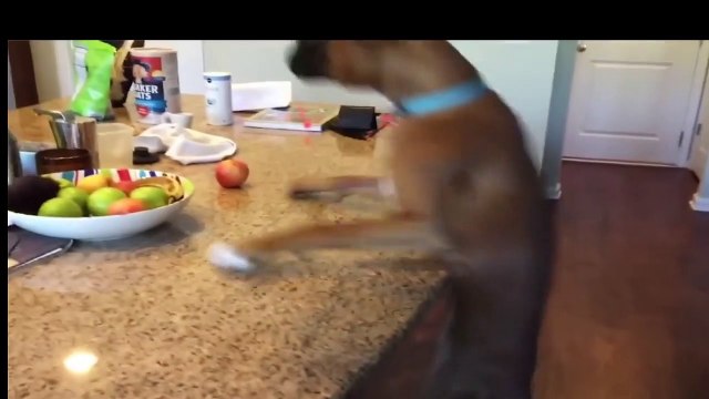 Quand ton chien PREND LE POUVOIR ! #shorts #chiens #chats